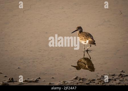 Sandpiper reflection on water at the shoreline. Stock Photo