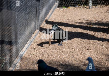 A Little Black Cormorant (Phalacrocorax sulcirostris) catches a fish in Sydney, NSW, Australia (Photo by Tara Chand Malhotra) Stock Photo