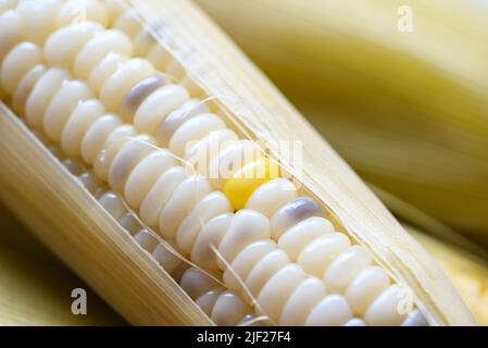 waxy corns or sweet corn cooked background, ripe corn cobs steamed or boiled for food vegan dinner or snack Stock Photo