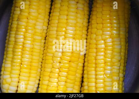 steamed or boiled sweet corn cooked in hot pot , ripe corn cobs sweetcorn for food Stock Photo