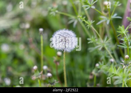 Closeup selective focus shot on the white intact seed head of a dandelion flower. With blurry cleavers, aka catchweed or Galium Aparine in background. Stock Photo