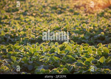 Soybean field in the evening sun. The green stems of soybeans are illuminated by the orange glow of the evening sun. Selective focus. Stock Photo