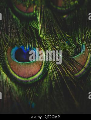 Detail of the structure of peacock feathers. Peacock in closeup. Background of texture animal. Proposal for adverb, bookmarks, website, banner. Animal Stock Photo