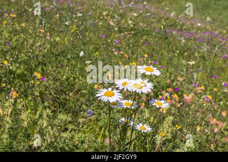 Oxeye daisy wildflowers on meadow Stock Photo
