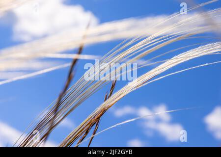 Feather grass against a blue sky Stock Photo