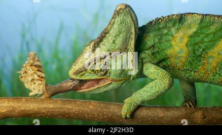 Odessa, Ukraine. 28th June, 2022. Close-up, elderly bright green chameleon captures a Spotted Butterfly with its tongue. Veiled chameleon (Chamaeleo calyptratus) and Painted lady butterfly. (Credit Image: © Andrey Nekrasov/ZUMA Press Wire) Stock Photo