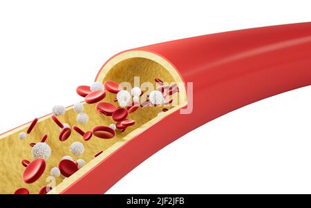 Red and white blood cells in blood vessels, 3d rendering. Computer digital drawing. Stock Photo