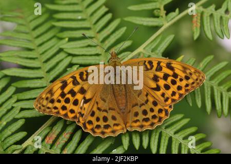 An open winged Silver-washed Fritillary Butterfly, Argynnis paphia, resting on bracken in woodland. Stock Photo