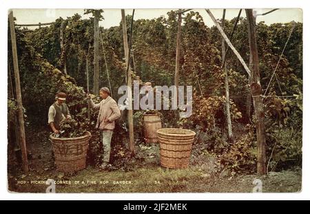 Original Edwardian tinted postcard of Kent hop picking - 'corner of a fine hop garden', men loading hops into baskets next to hop vines, circa 1905.1910 Stock Photo