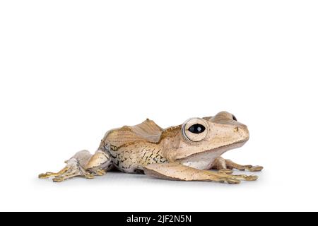 Close up of Borneo eared frog aka Polypedates otilophus laying flat side ways. Isolated on a white background. Stock Photo