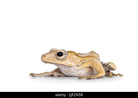 Close up of Borneo eared frog aka Polypedates otilophus sitting side ways. Isolated on a white background. Stock Photo