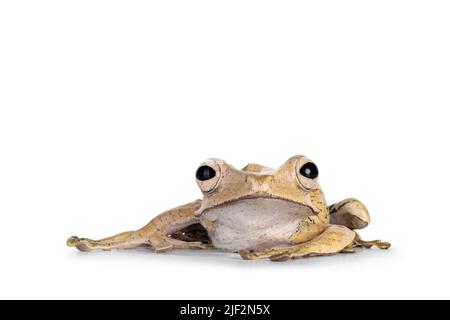 excited boy singing in headphones near brother sitting in frog pose on  white background Stock Photo - Alamy