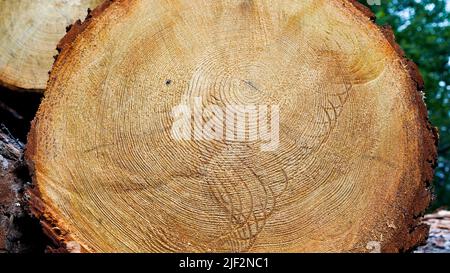 A sawn-off tree. The texture of the wood. Cross section of spruce and larch lumber. Close-up. Background texture. Stock Photo