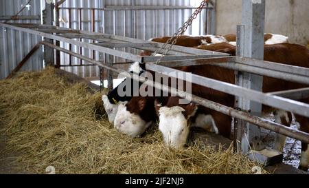 Calves in the pen. Cows and calves on a livestock farm in winter. Young cows on the farm in winter. Stock Photo