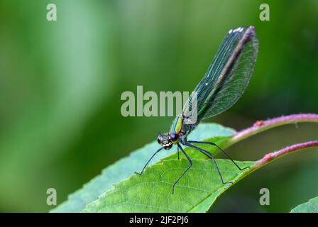 Banded demoiselle, Calopteryx splendens female sitting on a leaf, closeup. Waiting for prey. Blurred green background, isolated. Trencin, Slovakia. Stock Photo