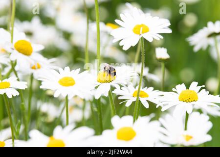 Bumblebee on ox-eye daisies in wildlife garden - UK Stock Photo