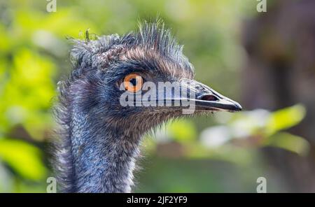 Close-up view of an Emu (Dromaius novaehollandiae) Stock Photo