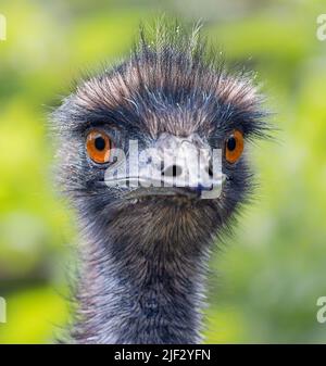 Frontal Close-up view of an Emu (Dromaius novaehollandiae) Stock Photo