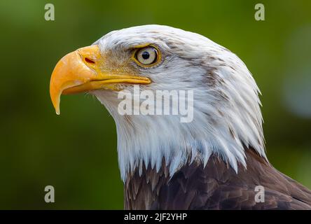 Side Close-up view of a Bald eagle (Haliaeetus leucocephalus) Stock Photo
