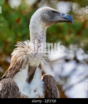 Close-up view of a White-backed vulture (Gyps africanus) Stock Photo