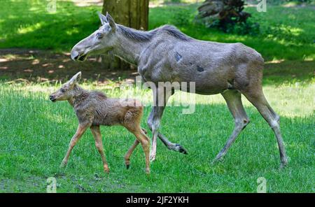 Portrait of a walking Cow moose and her calf (Alces alces) Stock Photo