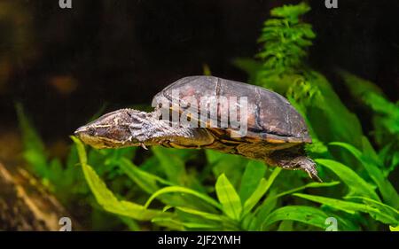 Close-up view of a diving Common musk turtle (Sternotherus odoratus) Stock Photo