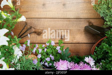 Top view on gardening, landscaping tools and equipment, different flowers and various herbs in pots on brown wood background flat lay. Empty blank copy space for text. Gardener work in garden concept Stock Photo