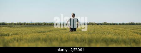 Panoramic image of middle-aged farmer with hands on hips standing in unripe barley crops field and looking over plantation, wearing green t-shirt and Stock Photo