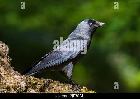 Jackdaw, Corvus monedula, Dumfires & Galloway, Scotland Stock Photo