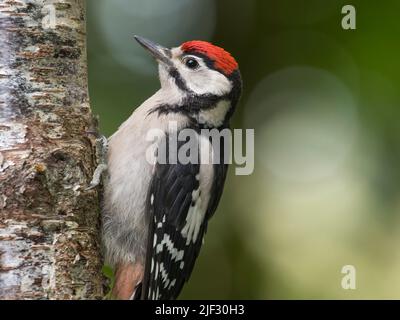 Juvenile Great Spotted Woodpecker, Dendrocopos major, on a birch tree, Dumfries & Galloway, Scotland Stock Photo