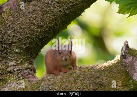 Red Squirrel, Sciurus vulgaris, perched in a sycamore tree, looking directly at the camera, Dumfries & Galloway, Scotland Stock Photo