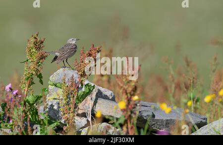 Among the flowers, Water pipit in spring season (Anthus spinoletta) Stock Photo