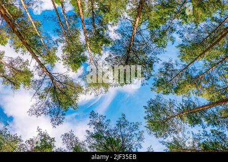 Look at sky in pine forest. Green tops of pine trees on background of blue sky with clouds Stock Photo