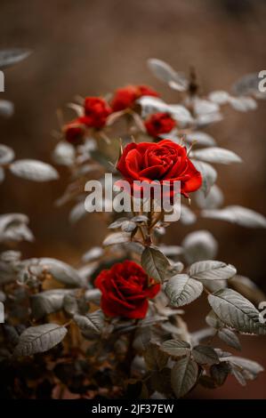 Macro shot of garden rose Stock Photo
