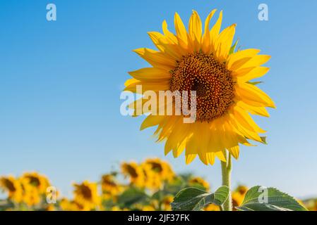 Close-up of a beautiful yellow sunflower in a plantation. Harvest of sunflower seeds and sunflower oil Stock Photo