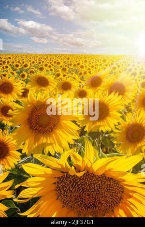 Beautiful sunset in a yellow sunflower plantation with a sky full of clouds. Vertical image of sunflowers Stock Photo