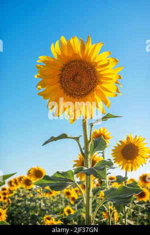 Close-up vertical shot of a beautiful yellow sunflower in a plantation. Harvesting sunflower seeds and sunflower oil Stock Photo