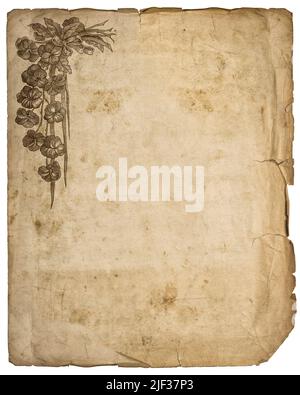 Old torn paper sheet with ripped edges. Background texture Stock Photo