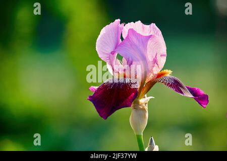 Bearded Iris (Iris barbata-Hybride), flower Stock Photo