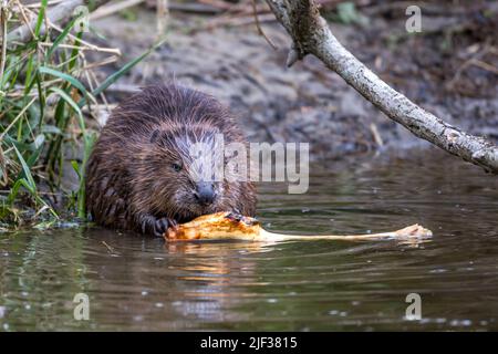 Eurasian beaver, European beaver (Castor fiber), sits nibbling in shallow water, front view, Germany, Baden-Wuerttemberg Stock Photo