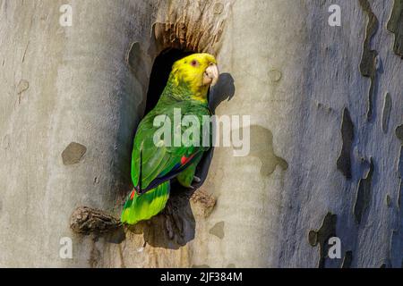 yellow-headed amazon, yellow-headed parrot, double yellow-headed amazon (Amazona oratrix), perching at a tree hole Stock Photo