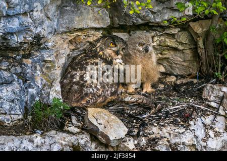 northern eagle owl (Bubo bubo), at the aerie with young animal, Germany, Baden-Wuerttemberg Stock Photo