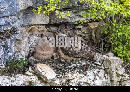 northern eagle owl (Bubo bubo), at the aerie with young animal, Germany, Baden-Wuerttemberg Stock Photo