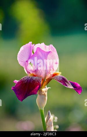 Bearded Iris (Iris barbata-Hybride), flower, Germany, Hagen-Hohenlimburg Stock Photo