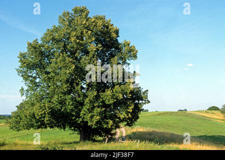 small-leaved lime, littleleaf linden, little-leaf linden (Tilia cordata), single tree at a field path, Germany Stock Photo