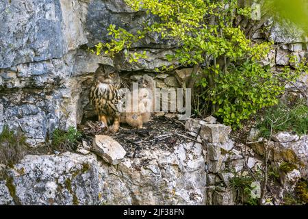 northern eagle owl (Bubo bubo), at the aerie with young animals, Germany, Baden-Wuerttemberg Stock Photo