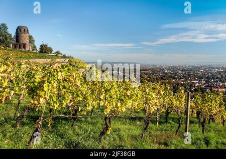 Radebeul vineyards in autumn, tower Bismarck tower in the background, Germany, Saxony, Radebeul Stock Photo