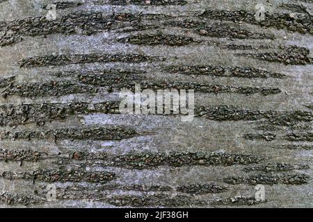 Wild cherry, Sweet cherry, gean, mazzard (Prunus avium), Close-up of the bark, Germany, North Rhine-Westphalia Stock Photo