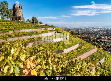 Radebeul vineyards and Bismarck tower in autumn, Germany, Saxony, Radebeul Stock Photo