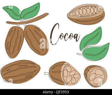 Cocoa beans and leaves hand drawn vector set Stock Vector